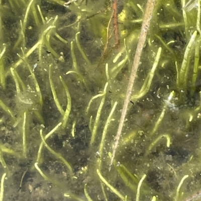 Lilaeopsis polyantha (Lilaeopsis) at Paddys River, ACT - 8 Nov 2021 by JaneR