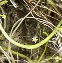 Lilaeopsis polyantha at Paddys River, ACT - 8 Nov 2021