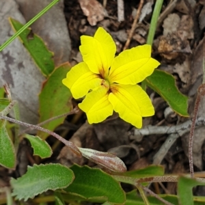 Goodenia hederacea subsp. hederacea at Cook, ACT - 19 Nov 2021