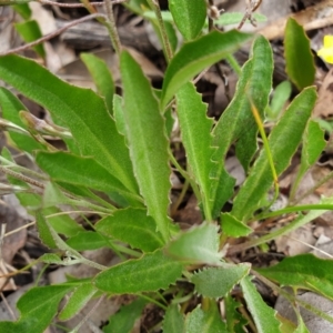 Goodenia hederacea subsp. hederacea at Cook, ACT - 19 Nov 2021 08:59 AM