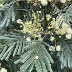 Acacia mearnsii (Black Wattle) at Mount Ainslie - 15 Nov 2021 by JaneR