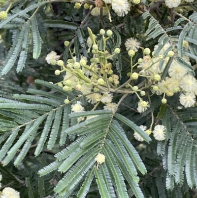Acacia mearnsii (Black Wattle) at Mount Ainslie - 15 Nov 2021 by JaneR