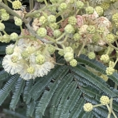 Acacia mearnsii at Ainslie, ACT - 15 Nov 2021