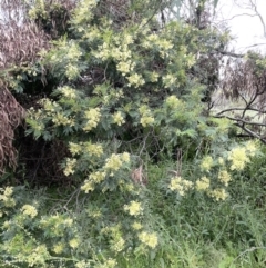 Acacia mearnsii at Ainslie, ACT - 15 Nov 2021