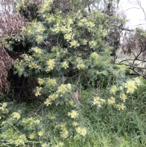 Acacia mearnsii at Ainslie, ACT - 15 Nov 2021 04:49 PM