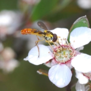 Sphaerophoria macrogaster at Cotter River, ACT - 16 Nov 2021