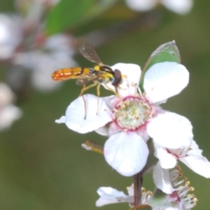 Sphaerophoria macrogaster at Cotter River, ACT - 16 Nov 2021