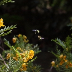 Xylocopa (Lestis) aerata at Acton, ACT - 19 Nov 2021