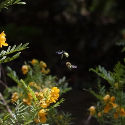 Xylocopa (Lestis) aerata (Golden-Green Carpenter Bee) at Acton, ACT - 19 Nov 2021 by TimL