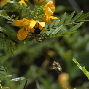 Xylocopa (Lestis) aerata at Acton, ACT - 19 Nov 2021