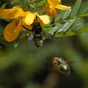 Xylocopa (Lestis) aerata at Acton, ACT - 19 Nov 2021