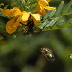 Xylocopa (Lestis) aerata at Acton, ACT - 19 Nov 2021