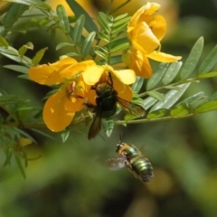 Xylocopa (Lestis) aerata at Acton, ACT - 19 Nov 2021