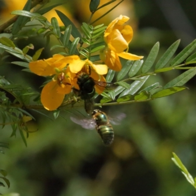 Xylocopa (Lestis) aerata (Golden-Green Carpenter Bee) at ANBG - 19 Nov 2021 by TimL