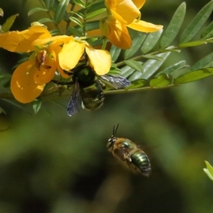 Xylocopa (Lestis) aerata at Acton, ACT - 19 Nov 2021