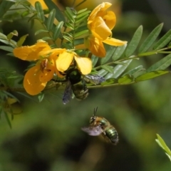 Xylocopa (Lestis) aerata at Acton, ACT - 19 Nov 2021