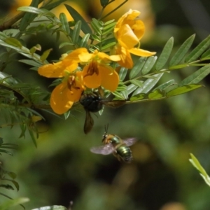 Xylocopa (Lestis) aerata at Acton, ACT - 19 Nov 2021