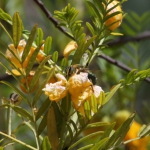 Xylocopa (Lestis) aerata at Acton, ACT - 19 Nov 2021