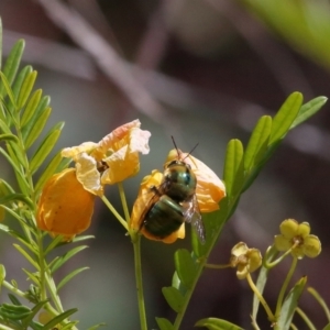 Xylocopa (Lestis) aerata at Acton, ACT - 19 Nov 2021