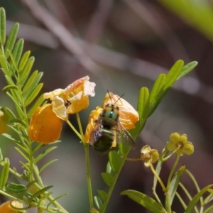 Xylocopa (Lestis) aerata at Acton, ACT - 19 Nov 2021