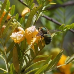 Xylocopa (Lestis) aerata at Acton, ACT - 19 Nov 2021