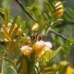 Xylocopa (Lestis) aerata at Acton, ACT - 19 Nov 2021