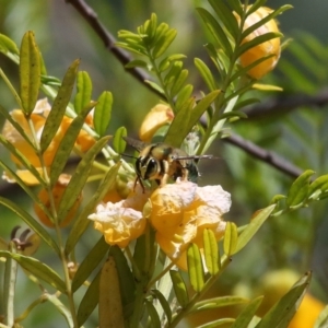 Xylocopa (Lestis) aerata at Acton, ACT - 19 Nov 2021