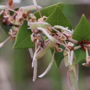 Ichneumonoidea (Superfamily) at Glenroy, NSW - 27 Sep 2021