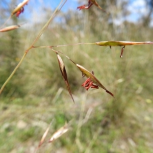 Rytidosperma pallidum at Kambah, ACT - 18 Nov 2021 12:46 PM