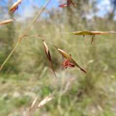 Rytidosperma pallidum (Red-anther Wallaby Grass) at Kambah, ACT - 18 Nov 2021 by MatthewFrawley