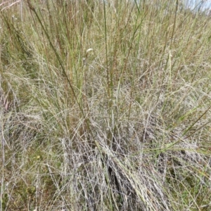 Rytidosperma pallidum at Kambah, ACT - 18 Nov 2021 12:46 PM