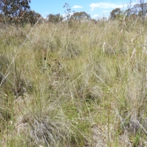 Rytidosperma pallidum at Kambah, ACT - 18 Nov 2021 12:46 PM