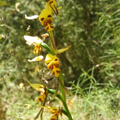 Diuris sulphurea (Tiger Orchid) at Kambah, ACT - 18 Nov 2021 by MatthewFrawley