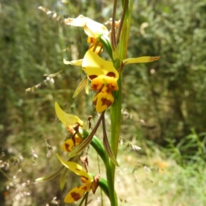 Diuris sulphurea at Kambah, ACT - suppressed