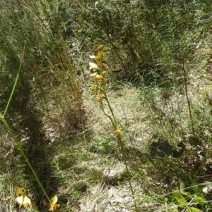 Diuris sulphurea at Kambah, ACT - suppressed