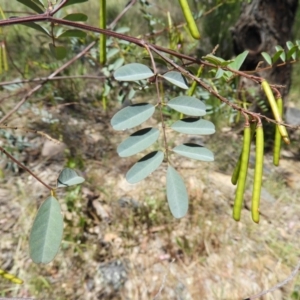 Indigofera australis subsp. australis at Kambah, ACT - 18 Nov 2021