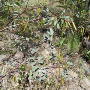 Indigofera australis subsp. australis at Kambah, ACT - 18 Nov 2021