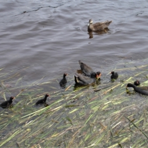 Gallinula tenebrosa at Gungahlin, ACT - 19 Nov 2021