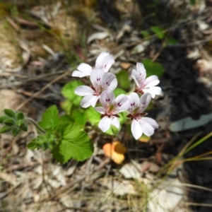 Pelargonium inodorum at Kambah, ACT - 18 Nov 2021