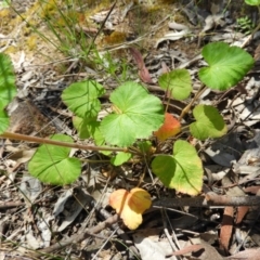 Pelargonium inodorum at Kambah, ACT - 18 Nov 2021