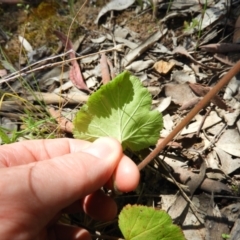 Pelargonium inodorum at Kambah, ACT - 18 Nov 2021