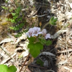 Pelargonium inodorum at Kambah, ACT - 18 Nov 2021 01:13 PM