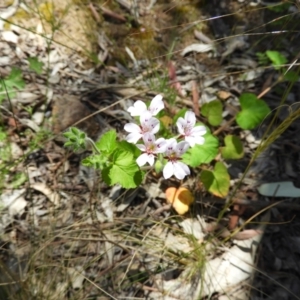 Pelargonium inodorum at Kambah, ACT - 18 Nov 2021 01:13 PM