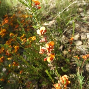 Dillwynia sericea at Kambah, ACT - 18 Nov 2021