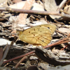 Heteronympha merope (Common Brown Butterfly) at Kambah, ACT - 18 Nov 2021 by MatthewFrawley