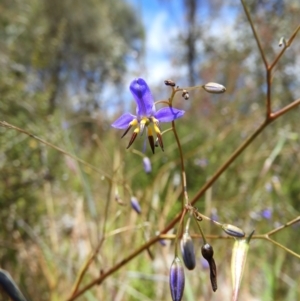 Dianella revoluta var. revoluta at Kambah, ACT - 18 Nov 2021