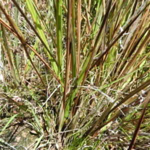 Dianella revoluta var. revoluta at Kambah, ACT - 18 Nov 2021