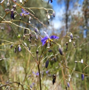 Dianella revoluta var. revoluta at Kambah, ACT - 18 Nov 2021