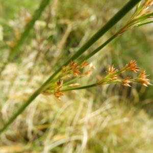 Juncus sp. at Kambah, ACT - 18 Nov 2021