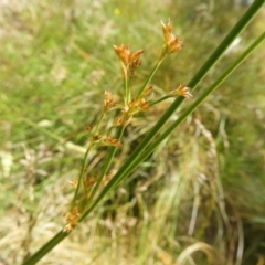 Juncus sp. at Kambah, ACT - 18 Nov 2021